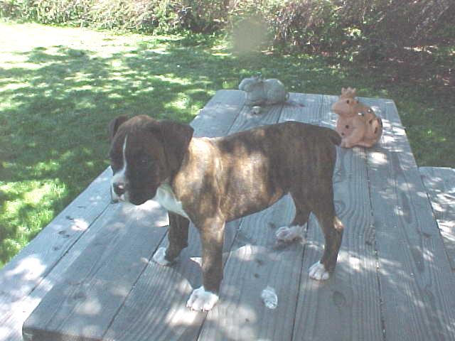 8 Week Old Moxie at breeders
