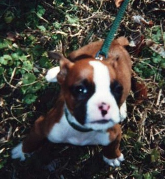 8 weeks old.  My first day w/ my new mommy.