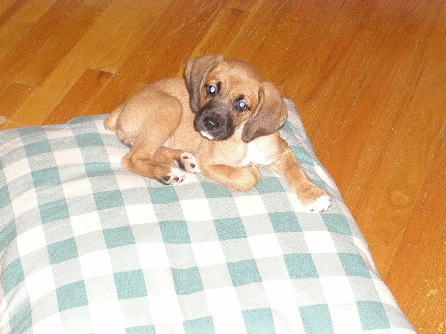 8 weeks old