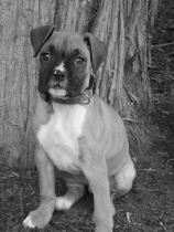8 weeks old