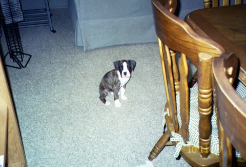 8 weeks