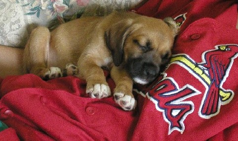 8 weeks