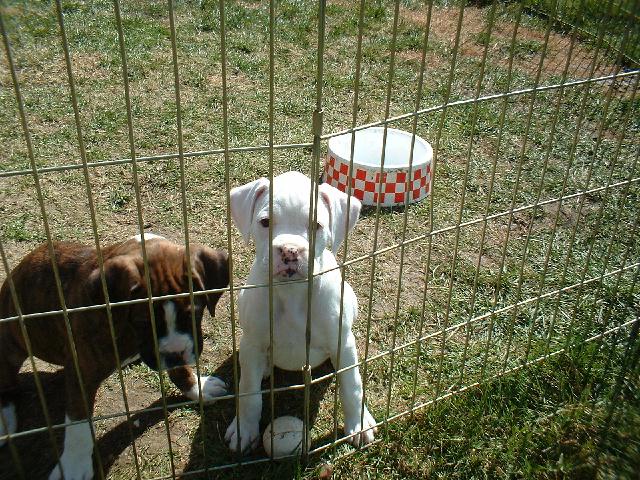 8 Weeks