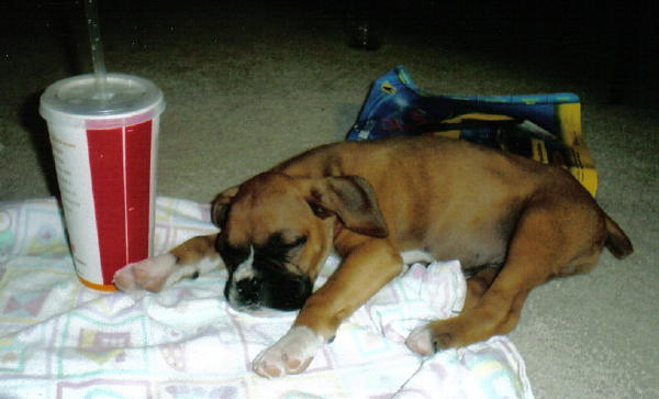 8 weeks