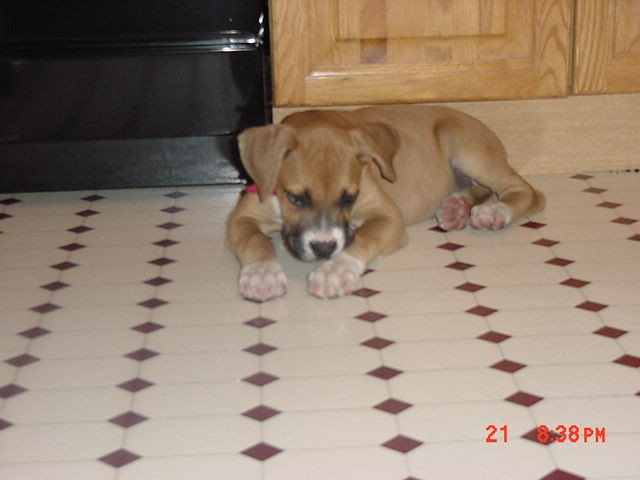 9.5 weeks old