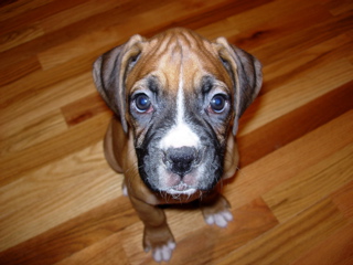 9 weeks old.