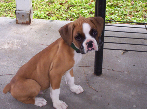9 weeks