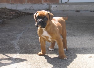 9 weeks