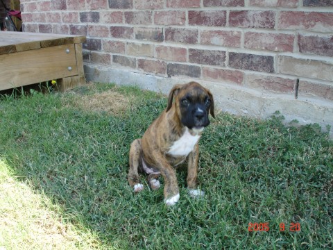 9 weeks