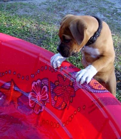 "A big water bowl!"