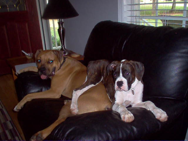 A Boxer Stack