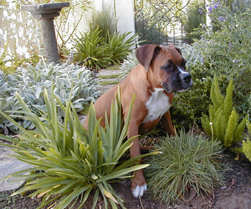 A Day in the Garden