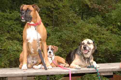 A dog day in the park
