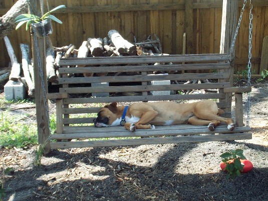 A dog's Life...