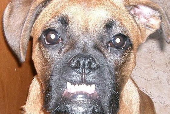 A face only a mother could love