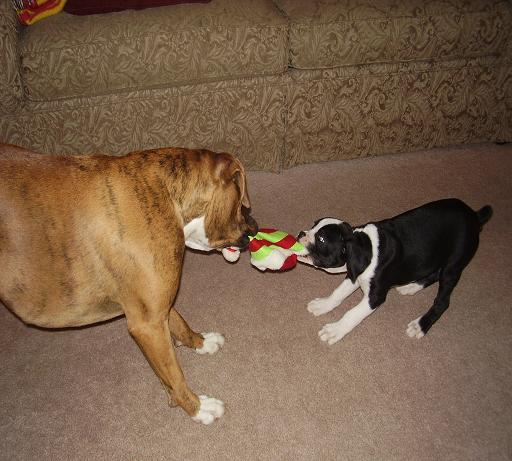 a game of tug of war