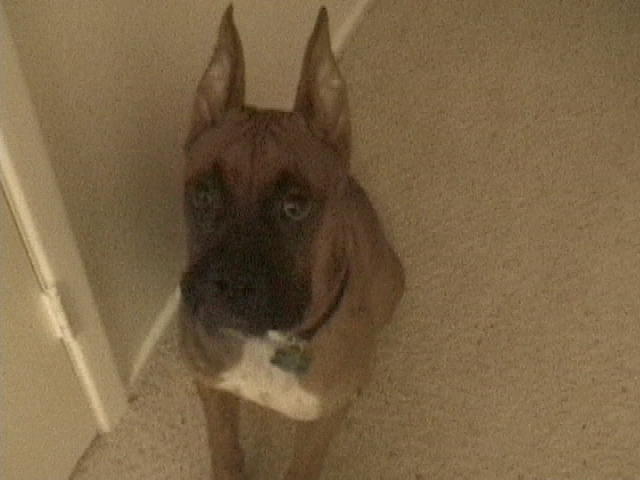 A guilty face