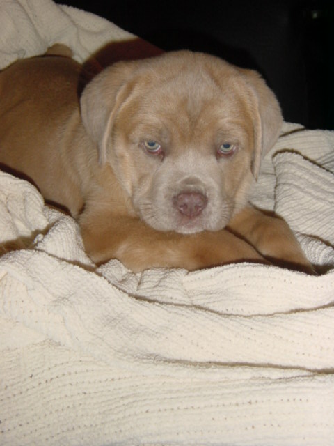A living teddy bear