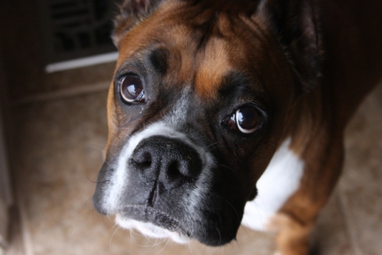 A Lovely Face