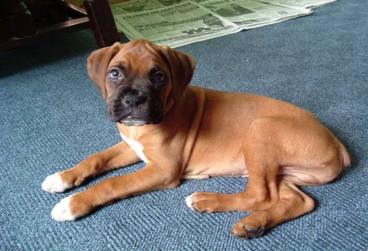A new puppy