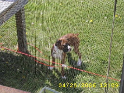A PIC THRU THE SCREEN OF MAX ON HIS RUN