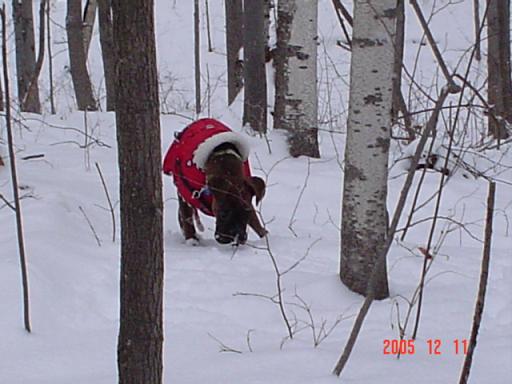 A play in the Forest
