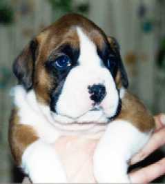 A pup out of my 2001 litter