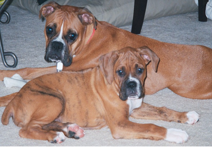 A rare moment of peace...aren't they beautiful?