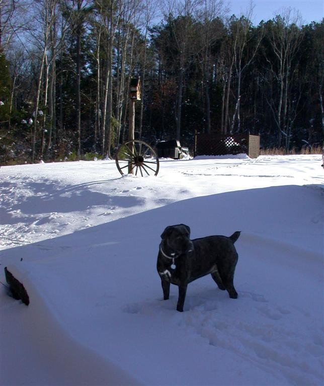 A rare treat. for Lucie... SNOW!