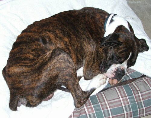 A rescu boxer