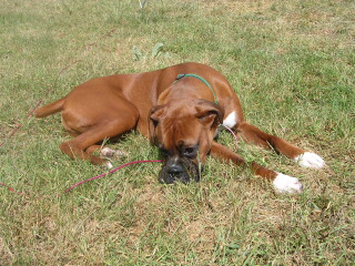 A rough life he has...