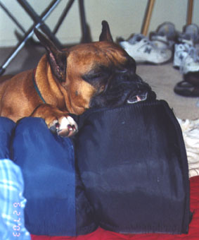 A Sleeping Boxer Must Have a Pillow