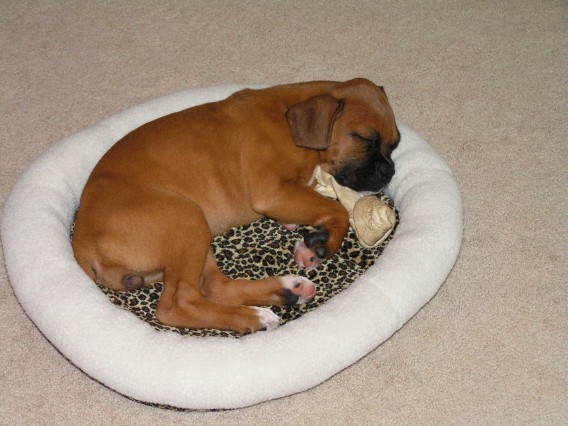 A Sleepy Lady Bug