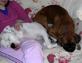 A typical night in front of the TV
