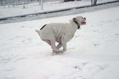 A veeery happy dog!
