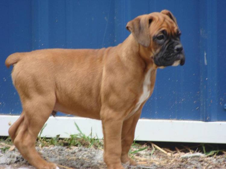 A_Rocky_At_9_Weeks