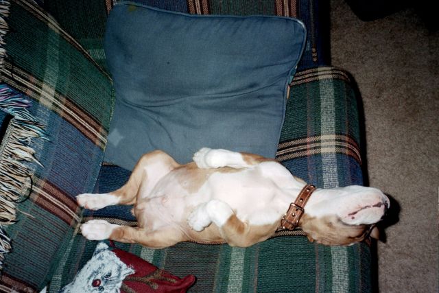 Aaaaah the life of a boxer