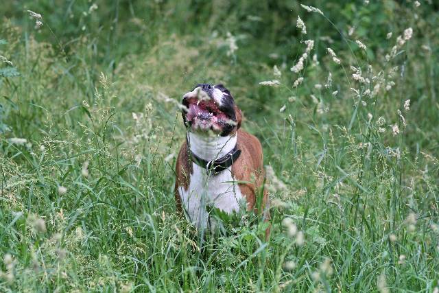 Aaarghh!