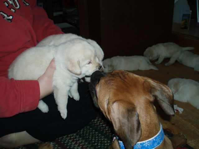 AAAWWWEEEE