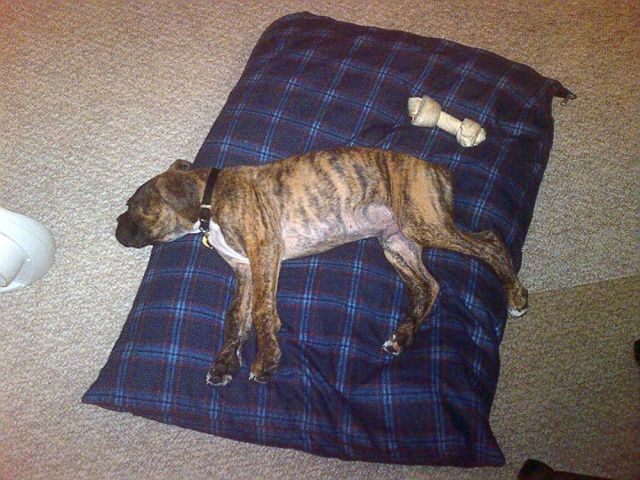 Aasha 12 weeks 2