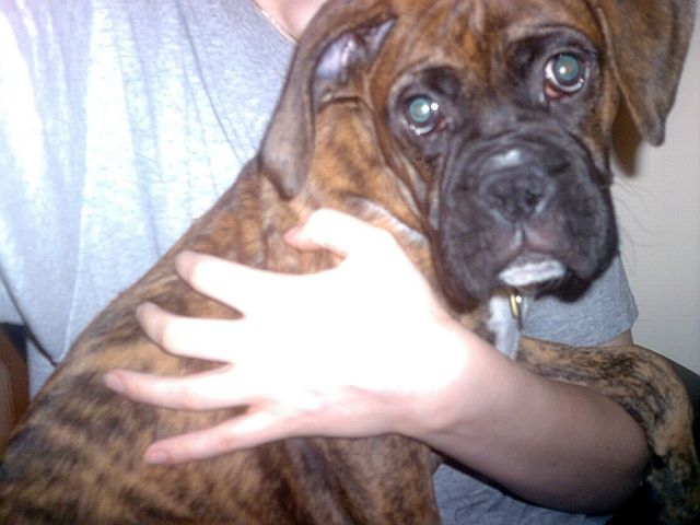 Aasha 12 weeks.