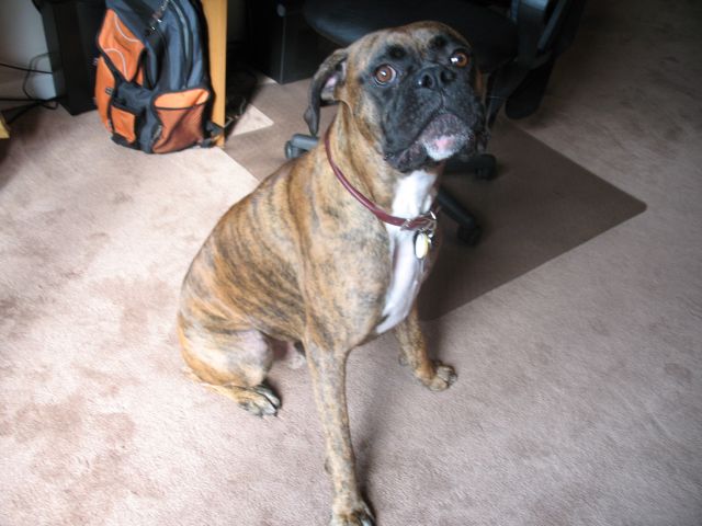 Aasha_sitting_