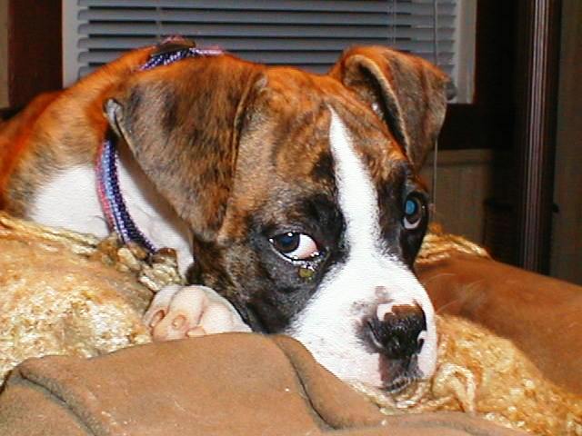 Abbey 10wks19
