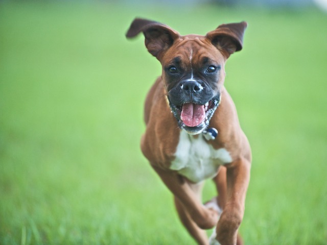 Abbey on the run.