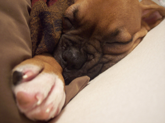Abbey's nap