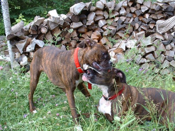 Abbi and Pebbles