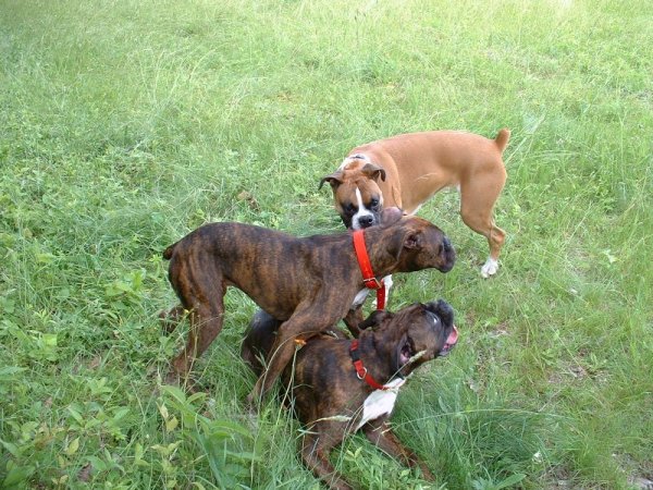 Abbi Jessie and Pebbles