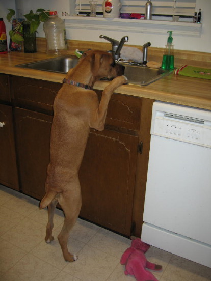 Abbie washing dishes!