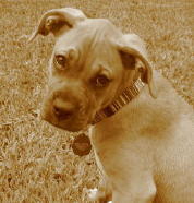 Abbie