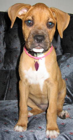 Abbie